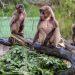 Grand Jersey’s Christmas trees given to Jersey Zoo