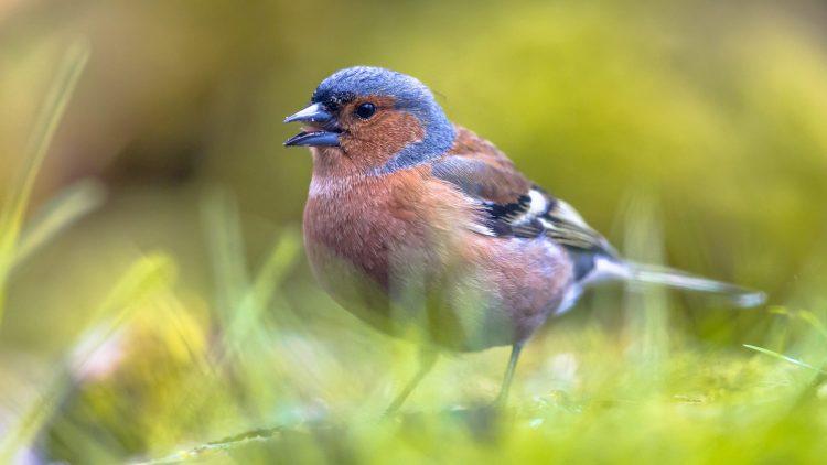 Jersey’s ‘Great Garden Birdwatch’ returns