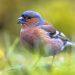 Jersey’s ‘Great Garden Birdwatch’ returns