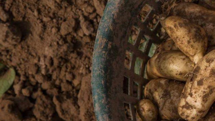 Competition regulator conditionally approves merger of potato exporters