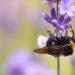 Bumblebee art competition returns to Bailiwick‘s schools