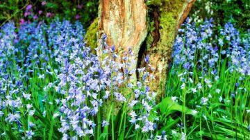 Bluebells