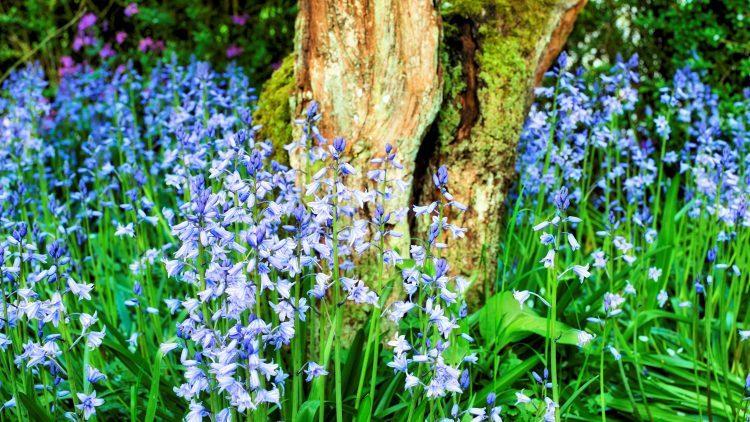 Bluebells