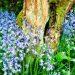 Bluebells