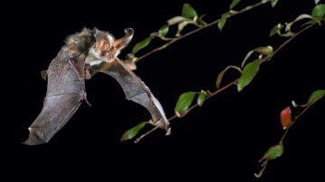 Plecotus auritus bat in flight