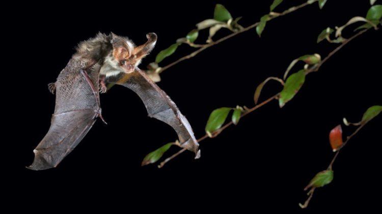 Plecotus auritus bat in flight
