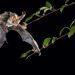 Plecotus auritus bat in flight