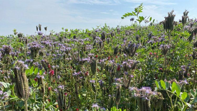 Albert Bartlett launches cover crop competition for Jersey growers