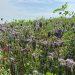 Albert Bartlett launches cover crop competition for Jersey growers