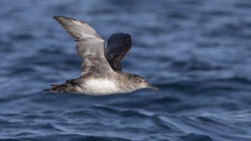 Inaugural Société bursary supports major marine monitoring project