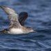 Inaugural Société bursary supports major marine monitoring project