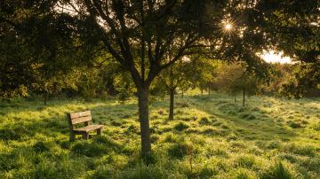 Jersey Trees for Life and Accuro confirm Adelina Wood partnership