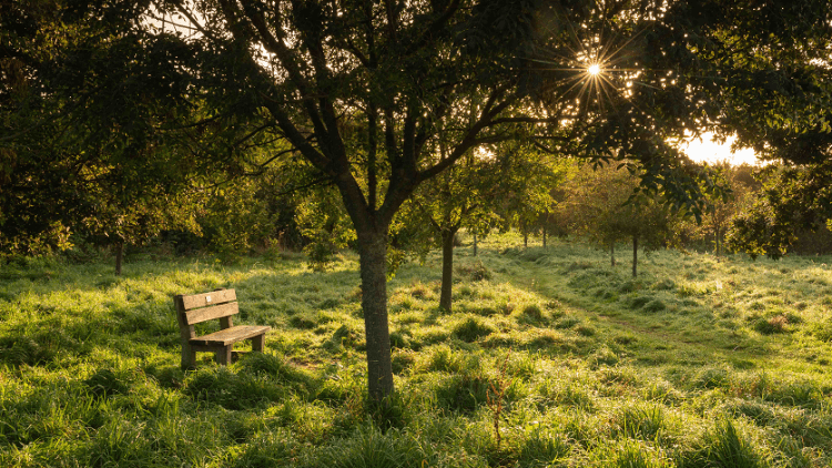 Jersey Trees for Life and Accuro confirm Adelina Wood partnership