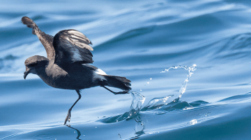 2025 Bailiwick Wildlife Photography Exhibition: Submissions Open!