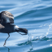 2025 Bailiwick Wildlife Photography Exhibition: Submissions Open!