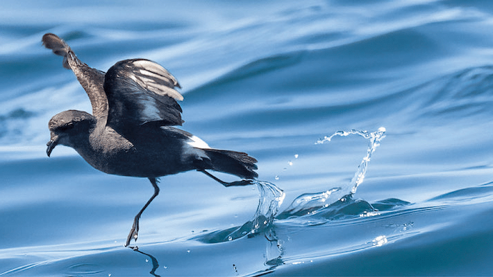 2025 Bailiwick Wildlife Photography Exhibition: Submissions Open!