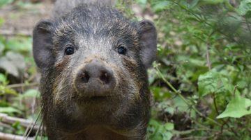 Durrell team in India release nine more endangered pygmy hogs into the wild