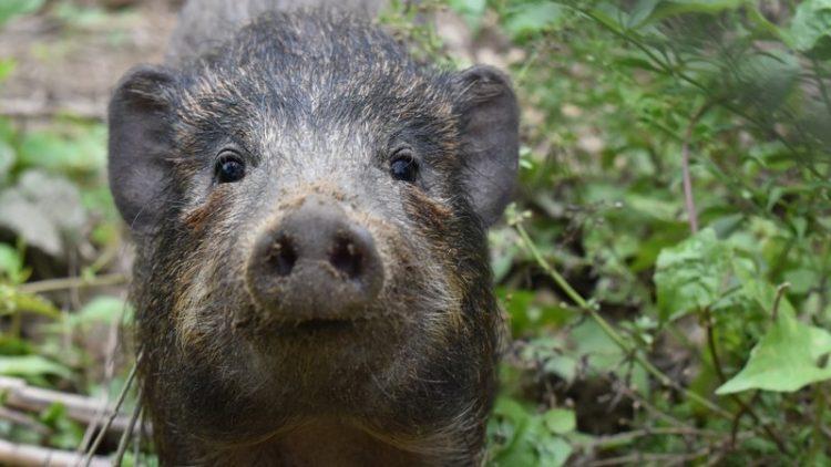 Durrell team in India release nine more endangered pygmy hogs into the wild