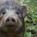 Durrell team in India release nine more endangered pygmy hogs into the wild