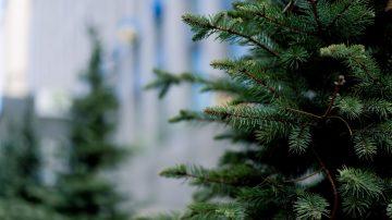 Turning Christmas trees into flames of support for firefighters
