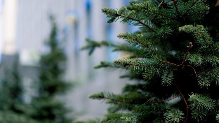 Turning Christmas trees into flames of support for firefighters
