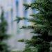 Turning Christmas trees into flames of support for firefighters