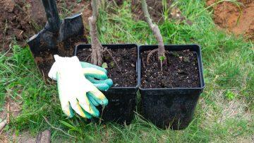 ‘Give a Tree for Christmas’ campaign encourages Islanders to plant for the future