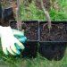 ‘Give a Tree for Christmas’ campaign encourages Islanders to plant for the future