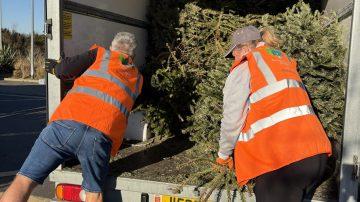 A tree-mendous amount raised for Hospice thanks to Christmas Trees Collection and Recycling