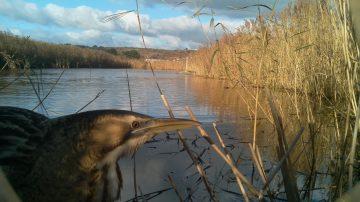 Rare Bittern filmed at The Wetland Centre