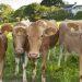 Guernsey cows