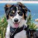 Make a ‘Pawsitive Impact’ on Jersey’s countryside