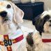 Enterprising students launch Liberation-themed dog bandanas