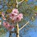 Jersey Trees for Life celebrates cherry blossom season at Val de la Mare