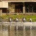 Row big or go home: St Pierre Park launches 3-year sponsorship of Guernsey Rowing Club