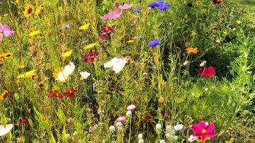 Pollinator Patch