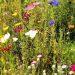 Pollinator Patch