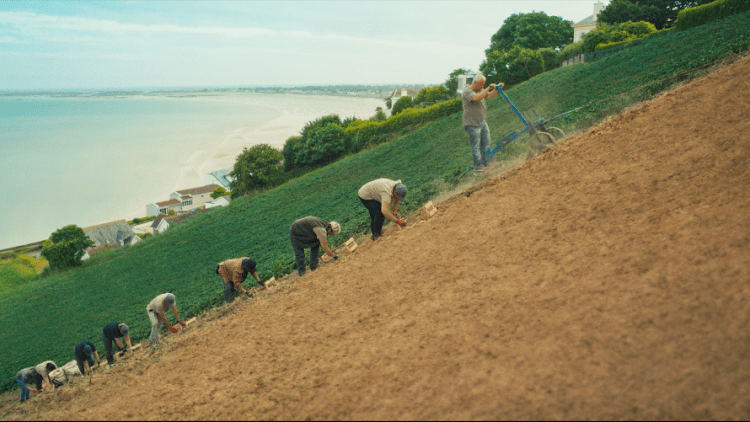 £3 million advertising campaign unveiled ahead of Jersey Royal season