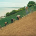 £3 million advertising campaign unveiled ahead of Jersey Royal season