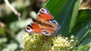 Join the Big Butterfly Count