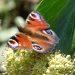 Join the Big Butterfly Count