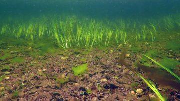 Uncovering Jersey’s hidden habitat: New report on maerl underway