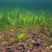 Uncovering Jersey’s hidden habitat: New report on maerl underway