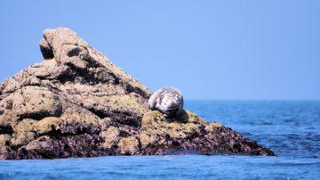 Seal Monitoring
