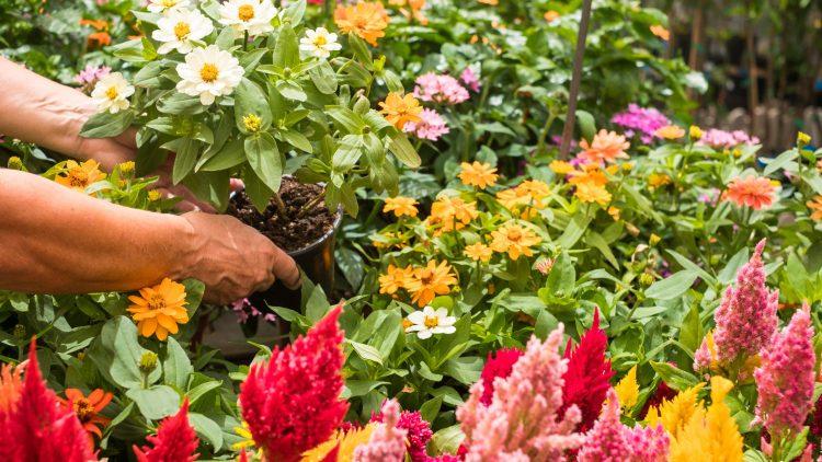 Design a flowerbed to bloom at Channel Islands Pride 2026 in Guernsey