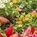 Design a flowerbed to bloom at Channel Islands Pride 2026 in Guernsey