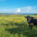Alderney triumphs at Floral Guernsey Awards