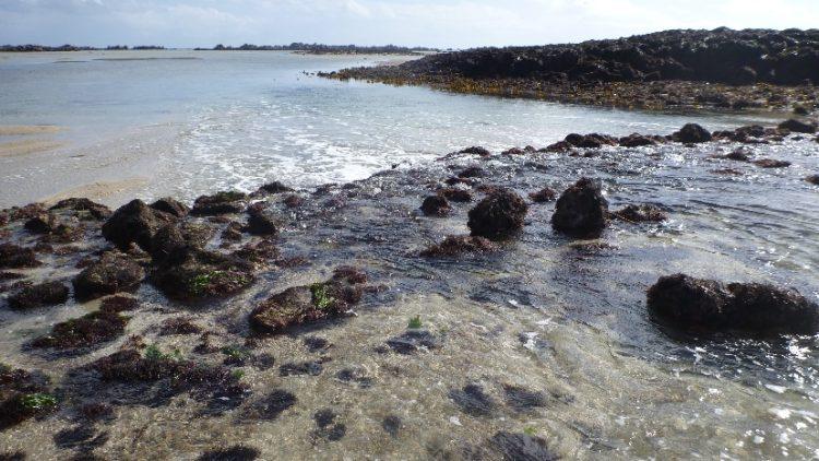 Grant approved for scientific research project in Ramsar site