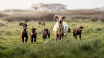 Campaign launched to protect access and promote  respect in Jersey’s countryside