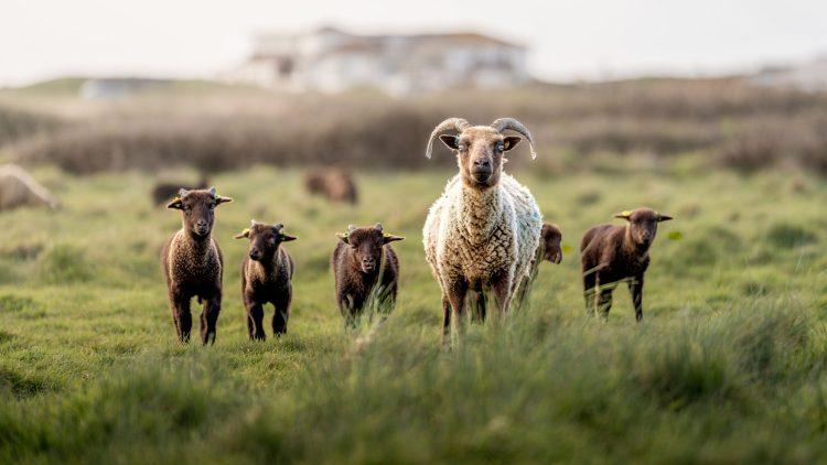 Campaign launched to protect access and promote  respect in Jersey’s countryside